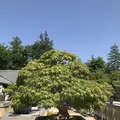 国営昭和記念公園の写真_319856