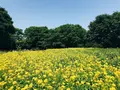 国営昭和記念公園の写真_319861