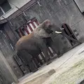 とべ動物園の写真_320111