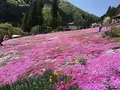 國田家の芝桜の写真_320140