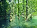 篠栗九大の森の写真_320341