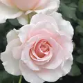 はままつフラワーパークの写真_320447