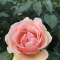はままつフラワーパークの写真_320448