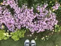 はままつフラワーパークの写真_320451