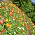 くじゅう花公園の写真_320499