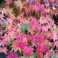 南禅寺の写真_320668