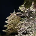 東寺 五重塔の写真_320678