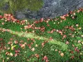 南禅寺の写真_320684