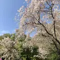 原谷苑の写真_320686