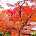 瑠璃光院の写真_320722