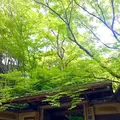 瑠璃光院の写真_320765