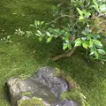 瑠璃光院の写真_320771