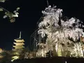 東寺（教王護国寺）の写真_321064