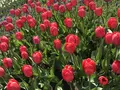 百合が原公園の写真_321135