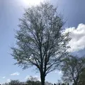 百合が原公園の写真_321136