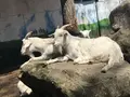 ノースサファリサッポロの写真_321138