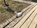 ノースサファリサッポロの写真_321141