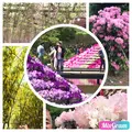 あしかがフラワーパークの写真_321224