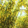 あしかがフラワーパークの写真_321225