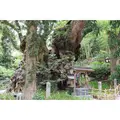 來宮神社の写真_321582