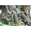 來宮神社の写真_321583