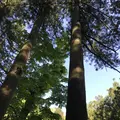 榛名神社の写真_321699