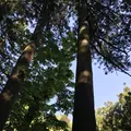 榛名神社の写真_321715