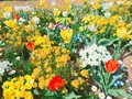 はままつフラワーパークの写真_322221