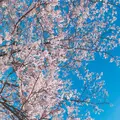 はままつフラワーパークの写真_322229