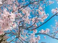 はままつフラワーパークの写真_322230