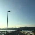 角島大橋 (つのしまおおはし)の写真_322321