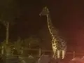 富士サファリパークの写真_322387