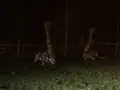富士サファリパークの写真_322388