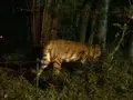 富士サファリパークの写真_322390