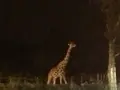 富士サファリパークの写真_322396