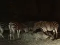 富士サファリパークの写真_322397