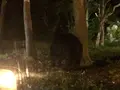 富士サファリパークの写真_322398