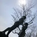 十和田湖の写真_322991