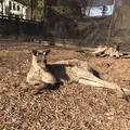 アニマルワンダーリゾウト（市原ぞうの国）の写真_323172