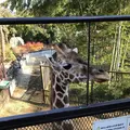 アニマルワンダーリゾウト（市原ぞうの国）の写真_323174