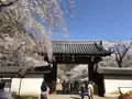 醍醐寺の写真_324488