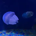 しながわ水族館の写真_324648