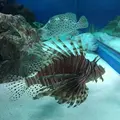 しながわ水族館の写真_324649