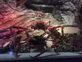 しながわ水族館の写真_324650