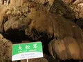 秋芳洞の写真_324851