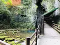 秋芳洞の写真_324858