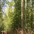 嵐山 竹林の小径の写真_324882