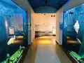 島根県立宍道湖自然館 ゴビウスの写真_324959