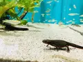 島根県立宍道湖自然館 ゴビウスの写真_324960