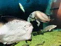 島根県立宍道湖自然館 ゴビウスの写真_324962